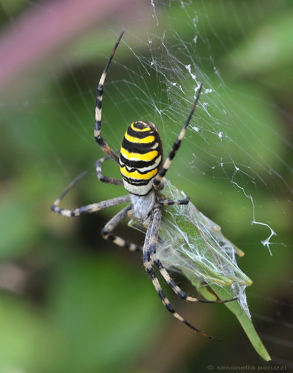 Argiope bruennichi in predazione